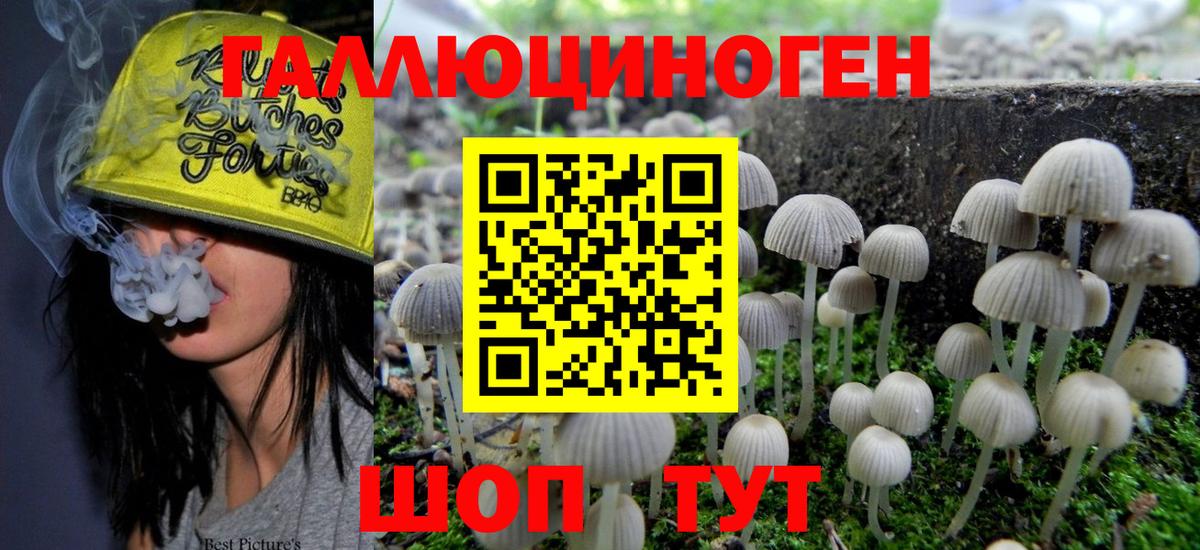 Галлюциногенные грибы Psilocybine cubensis Кировск